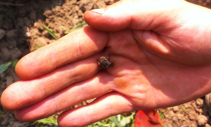 tiny toad
